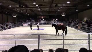 Pat Parelli Demo at Horse World Expo 2015 Sunday pt. 1