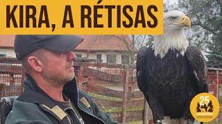 Harris ölyv és fehérfejű rétisas | Veresegyházi Medveotthon, Győrffy Tamás