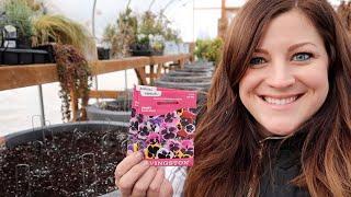 Planting Pansy Seeds! // Garden Answer