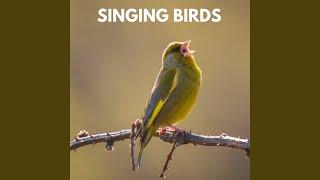 Authentic Outdoor Bird Sounds