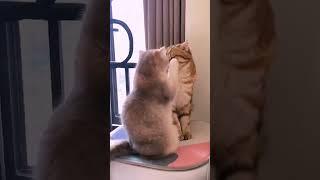 Whiskers and Giggles: A Hilarious Compilation of Funny Cat Moments! 