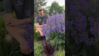 Salvia ‘Big Sky’ is new to the@ProvenWinnersYouTube perennial program for 2025 #plants #garden