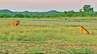 Lion Tries Running Faster than Cheetah