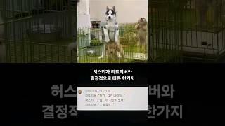 허스키가 리트리버와 결정적으로 다른 한가지 #SHORTS