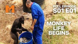 Monkey Life Begins | Season 1 Episode 1 | Full Episode | Monkey Life