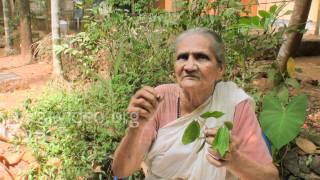 Herbal healer for Rheumatics, Vatham Kolli