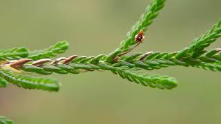 white mountain-heather - Cassiope mertensiana. Identification and characteristics