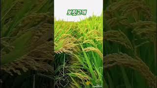 #보릿고개 #진성 #김영희우리옷tv