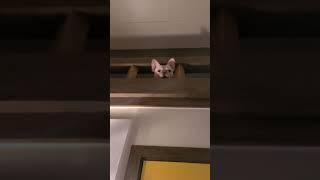 감시 | 야근 | 까꿍 | 웃는개 I 프렌치불독찰리 | 동물농장찰리 | smiledog | cutedog | frenchbulldog | 사랑해