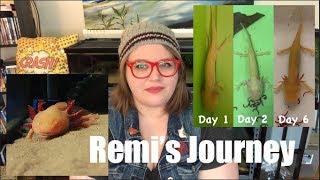 The Story of Remi the Axolotl