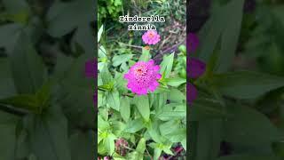 Zinderella Zinnias in the cut flower garden #gardening #gardendesign #garden #zinnia #flowergarden