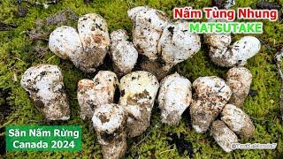 Săn trúng Ổ nấm Tùng Nhung BÚP đắt đỏ nhất nhì thế giới 1910》Matsutake /Pine Mushroom