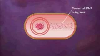 Bacterial Spore Formation Animation Video