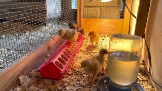 Chickens and baby chicks for Kids