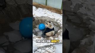This panda is hiding a sad secret 