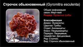 Строчок обыкновенный (Gyromitra esculenta)