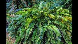 Cardboard Plant is Really a Cardboard Cycad, Like the Sago Plant #garden  #gardening