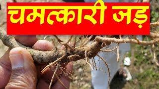 चिरचिटा अपामार्ग लटजीरा ओंगा चिचरी टोटके और उपाय |  Chirchta or Apamarg  Benefits in Safe Delivery