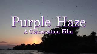 Purple Haze: A Conservation Film Teaser