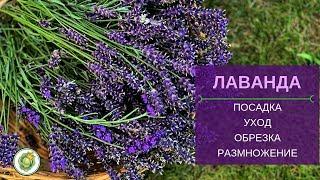 Все о лаванде - посадка, уход, обрезка, размножение, применение