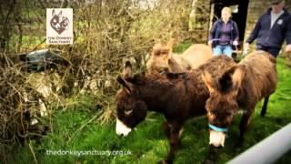 The Donkey Sanctuary