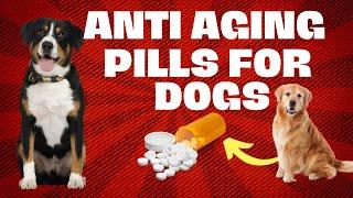 Anti Aging Pills For Dogs. The Future Is looking Bright.