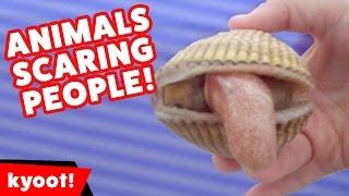 Funniest Animals Scaring People Reactions of 2016 Weekly Compilation | Kyoot Animals