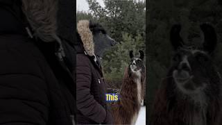 Llama Meets Long-Lost Twin?! 