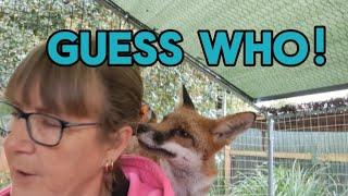 My visit  #fox #wildlife #cute #love #fyp #viralvideo #video #fun #foxes #secondchancefoxrescue