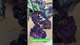 Бегонии селекции Dimetris #begonia #бегонии #бегония