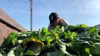 Food waste from markets reused as livestock feed in Chile | REUTERS