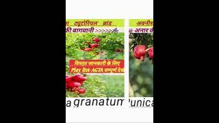 AGTA Exam Special || अनार की खेती || #upsssc #trending #fruit #shorts #short #viral #viralshorts #ag