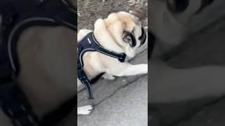 #pug #гуффи #cute #puglife #youtubeshorts #pets #shorts #shortvideo #short #dog #pugsofinstagram