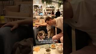 Dining in NYC with two well trained cats @Kimpton  #cats #cutecats #nyc #viral