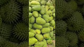 Thu hoạch Mãng Cầu Xiêm #soursop #shortfeed #food