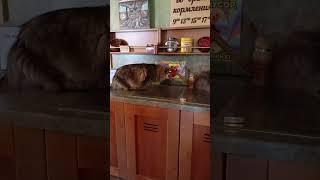 У Лукоморья. Кот учёный
