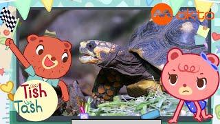 Tortoises vs TURTLES: Key DIFFERENCES  | TishTash S1E11 | @mediacorpokto