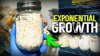 Grain Spawn Tips and Tricks: Growing Gourmet Mushrooms for Market