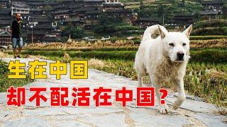 为什么中华田园犬越来越少了？城市中还禁止养殖，它们做错了什么