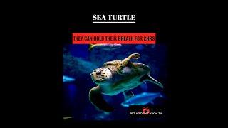 Sea Turtles: I Bet You Didn't Know... #nature #turtle