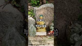 6월 15일 오늘의 부처님 말씀. #불교 #명언 #힐링 #명상
