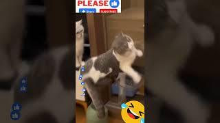 cat fails Funny Video #103  Best Fails #shorts #catlovers #viralshorts