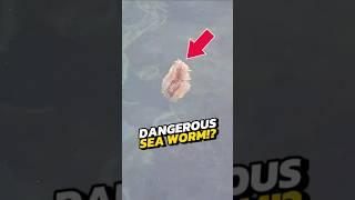 NEVER TOUCH These Small Furry Sea Creatures!  #viral