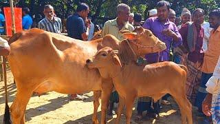 @আজ November 23, 2024 | বাছুর সহ গাভী গরুর দাম | gavi goru dam | | আফতাবগঞ্জ  হাট |দিনাজপুর