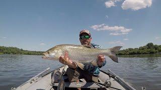 Bolenie 2018, rzeka Wisła-Asp fishing, Vistula river