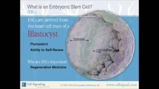 What is a Stem Cell? from Cell Signaling Technology, Inc.
