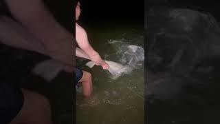 Big Sand Tiger Shark Caught From The Beach?!? #sharkfishing #sharklife #sharkfinshears #giantfish