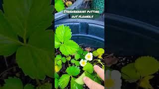 *UPDATE* unbelievable more flowers #strawberries #outdoors #gardening #letsgrow