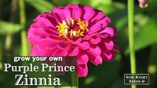 Sow Right Seeds |  Purple Prince Zinnia