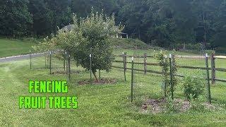 How to Protect Your Apple Trees from Wildlife